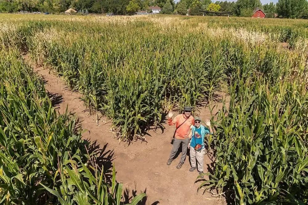 Corn Maze at Chatfield Farms