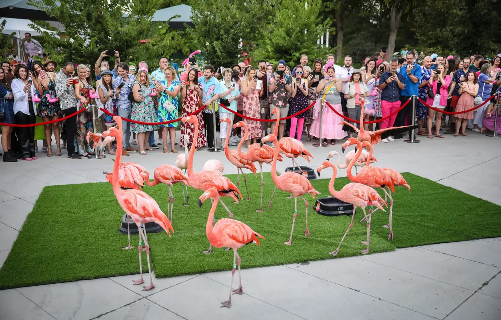 Flock Party at Denver Zoo
